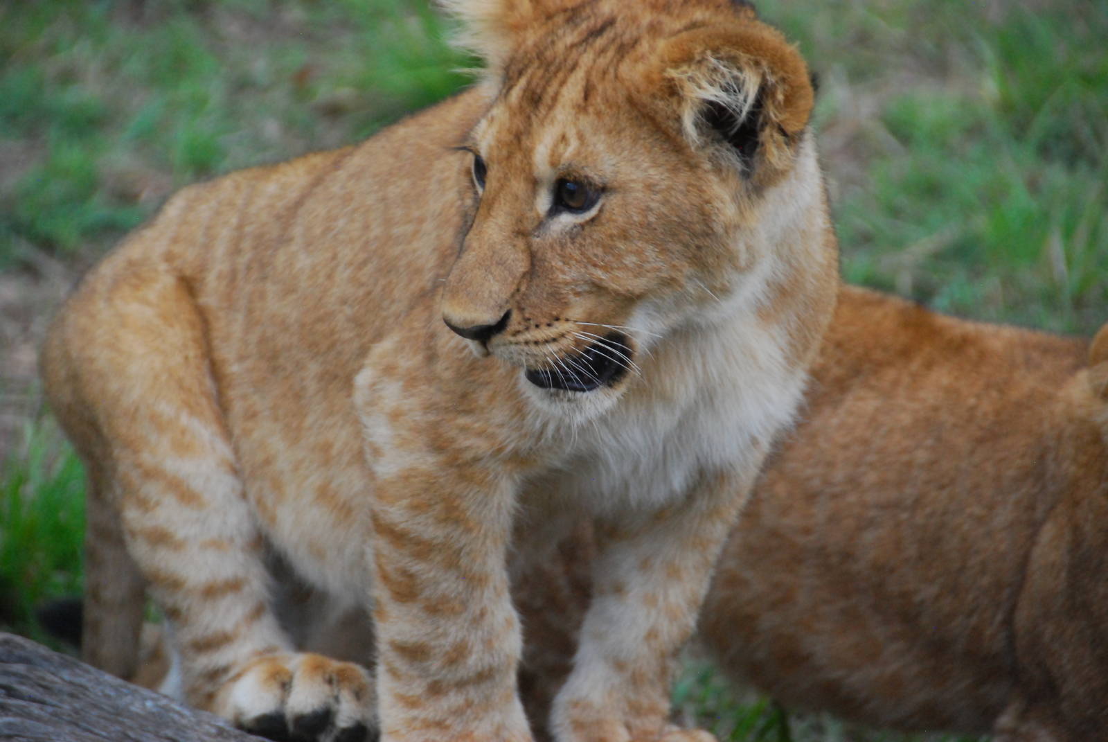 Cub Less Than 10 Feet Away - Masai Mara NR