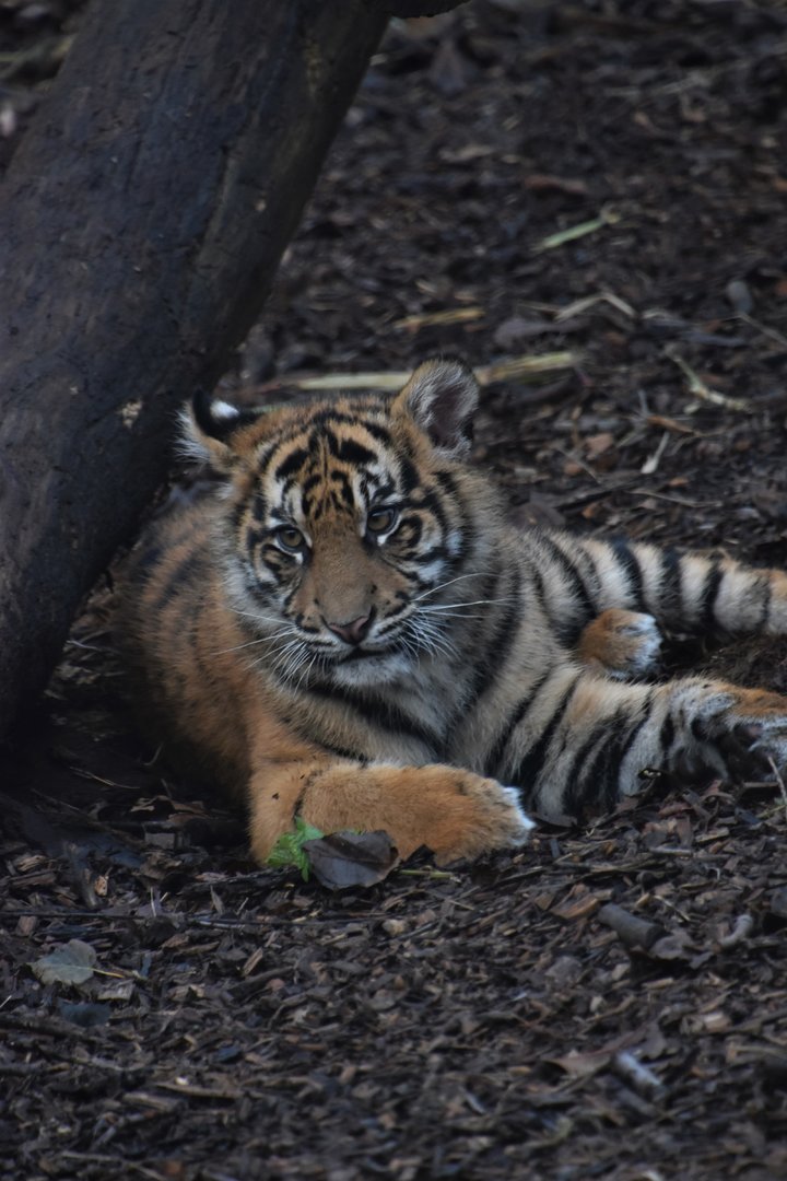 Cub resting