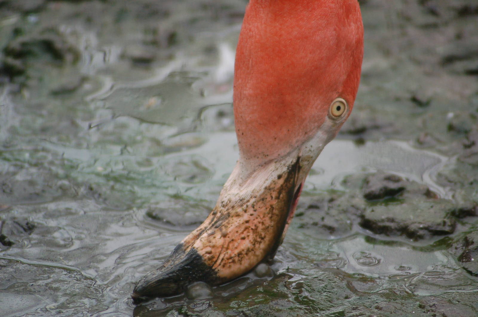 Cuba Flamingo feeding