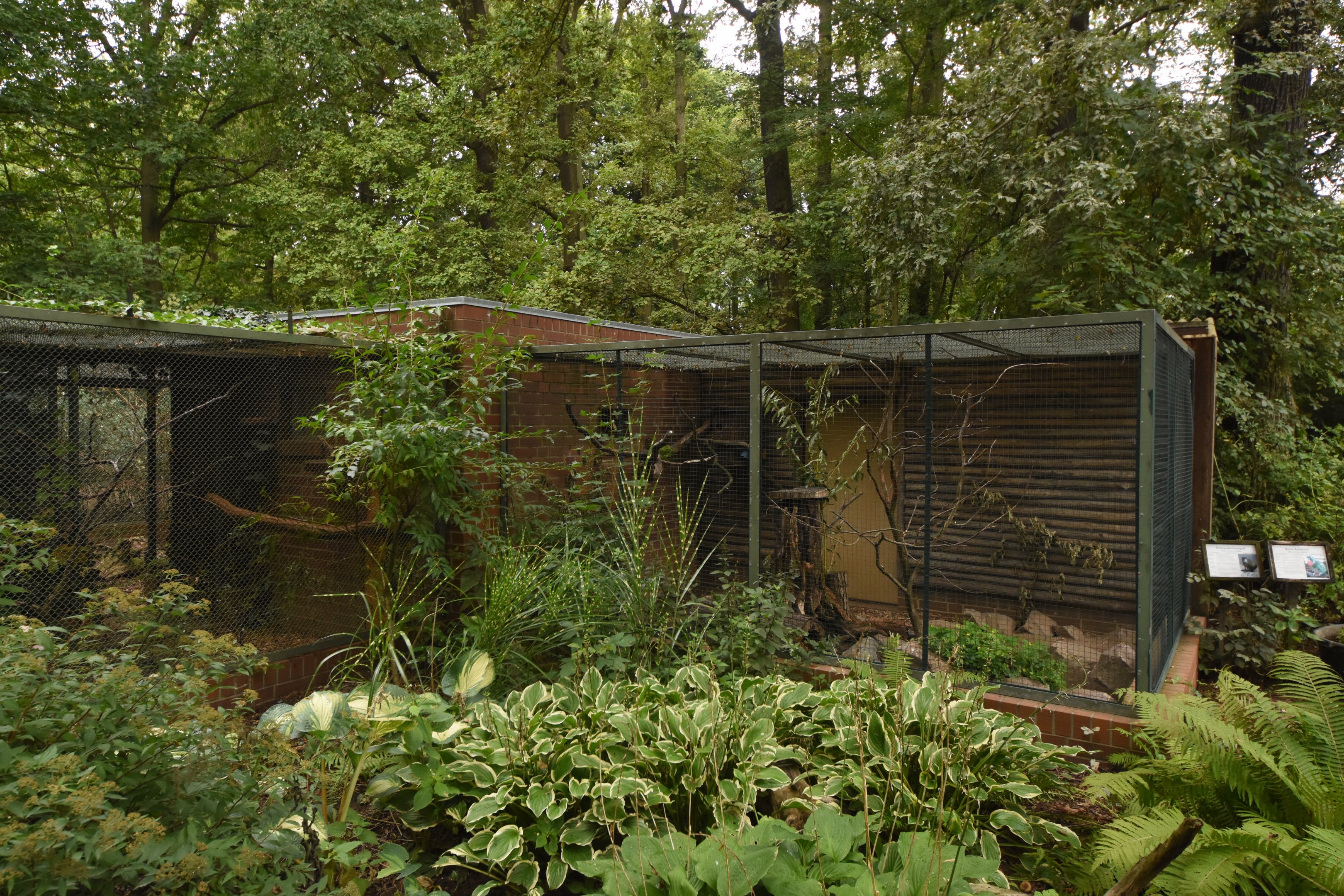 Cuban amazon & Agouti enclosure