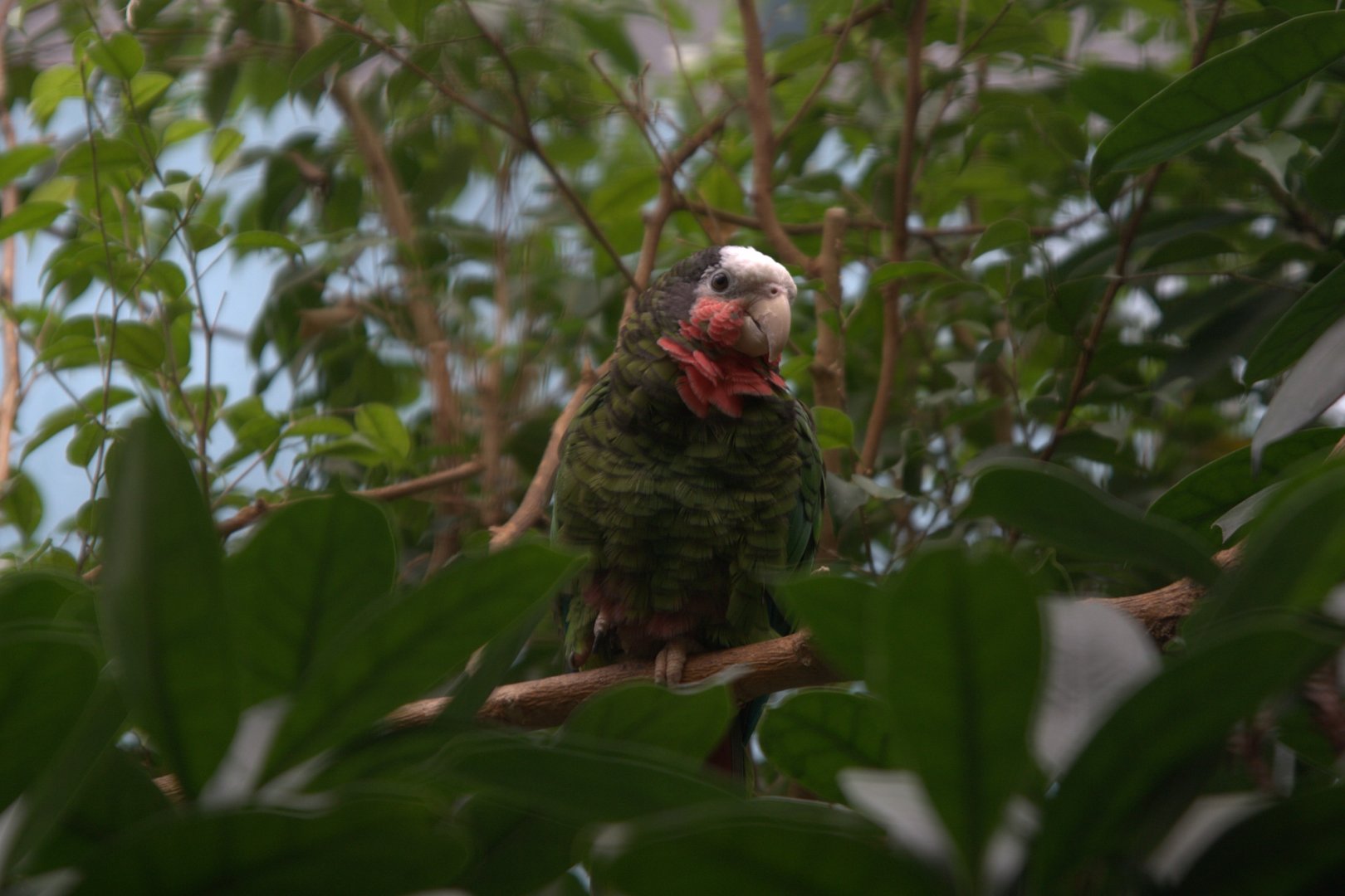 Cuban Amazon (Amazona leucocephala leucocephala), 16-09-25