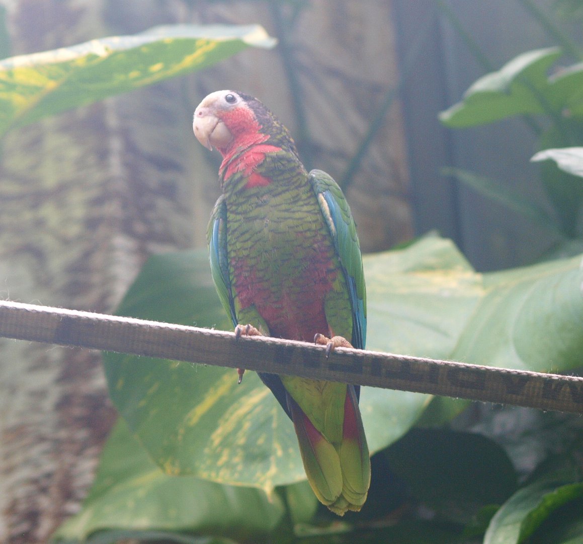 Cuban amazon (Amazona leucocephala leucocephala), 2015-07-19