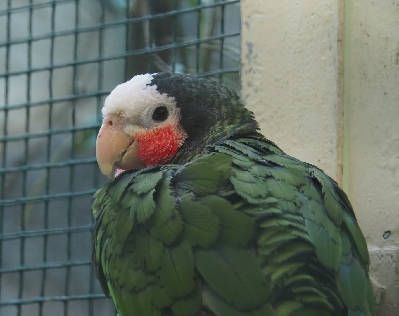 Cuban amazon (Amazona leucocephala leucocephala), 2024-05-23