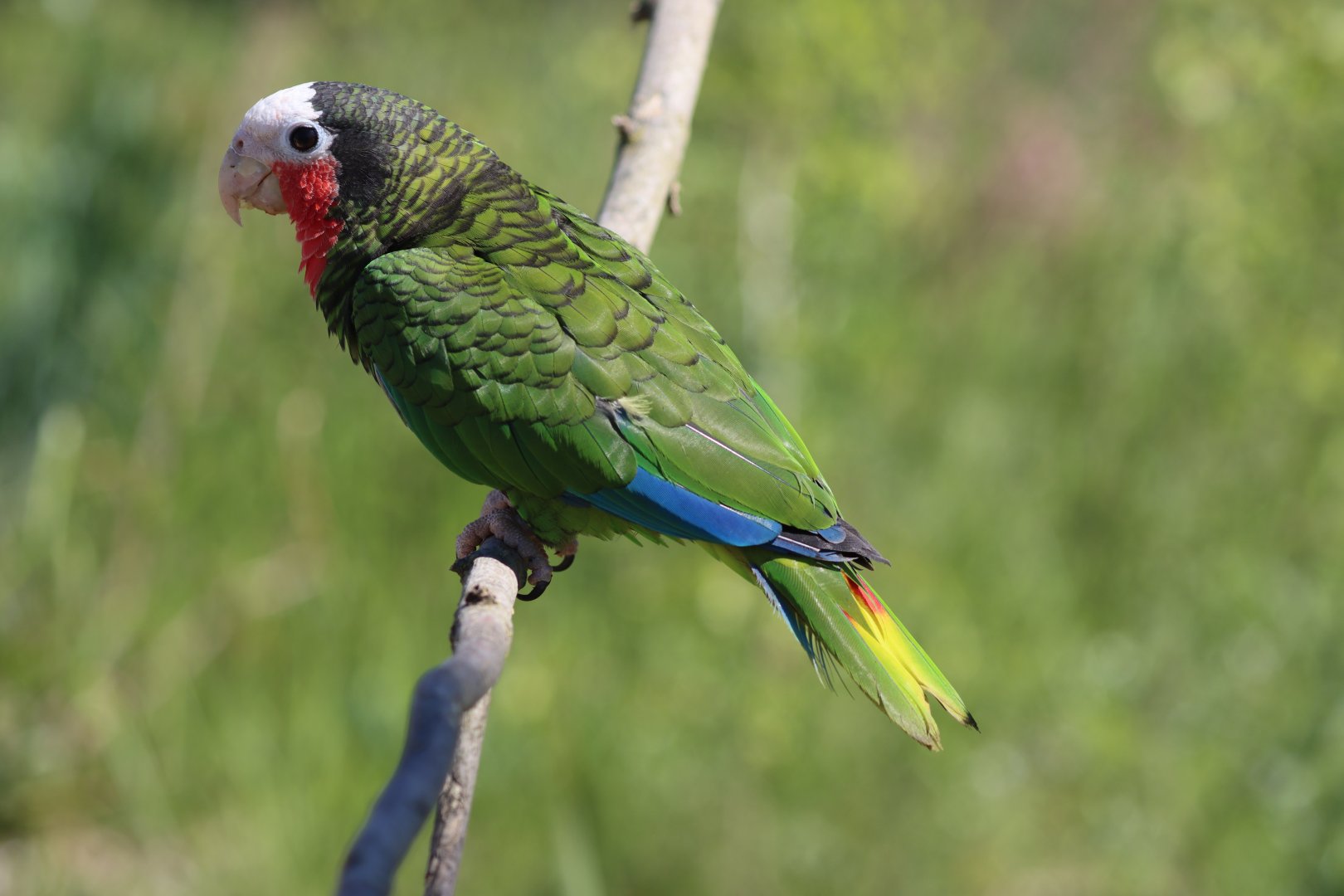 Cuban amazon (Amazona leucocephala leucocephala)