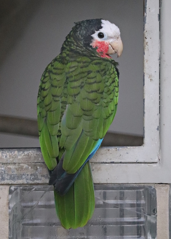Cuban amazon (Amazona leucocephala leucocephala)
