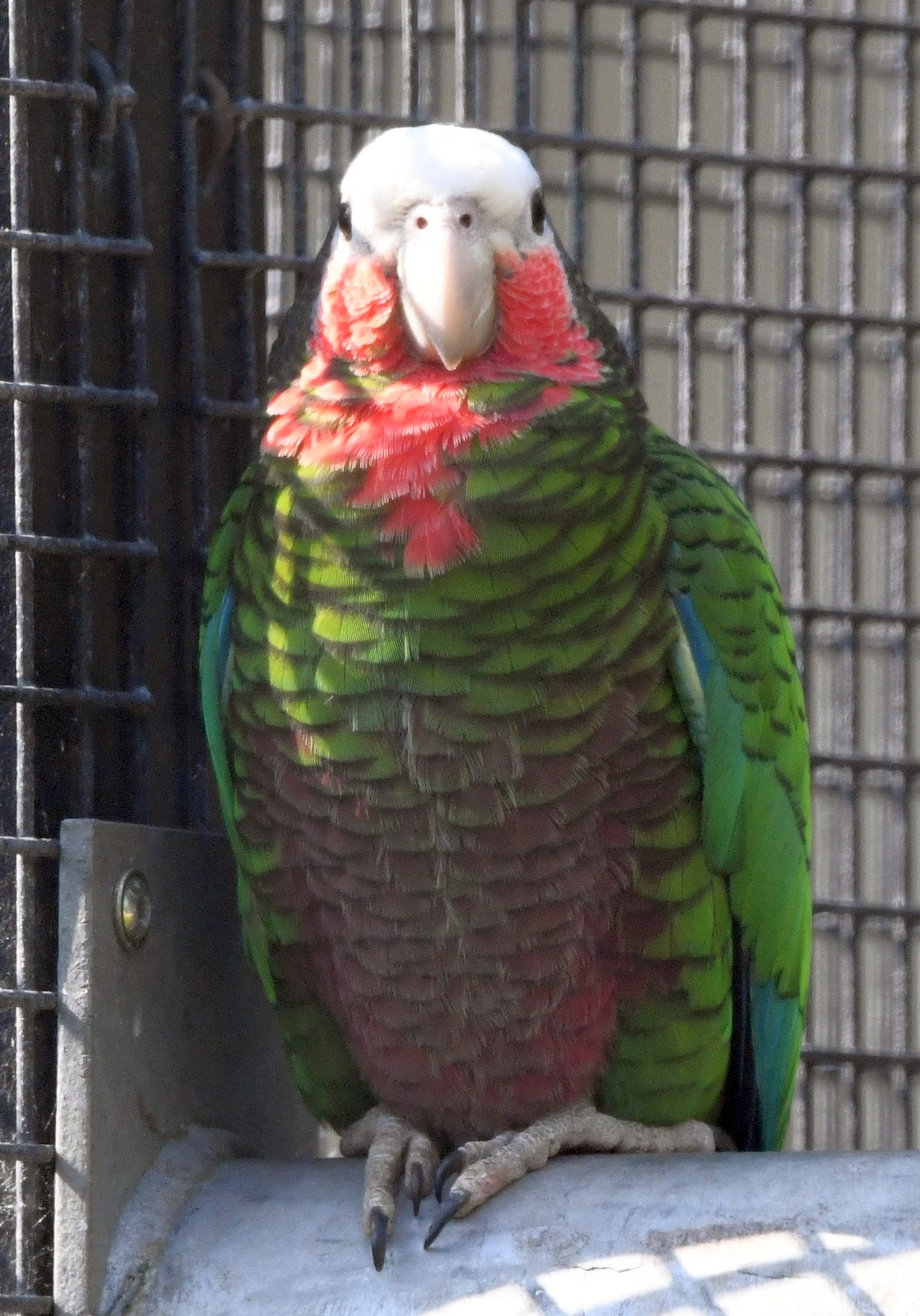 Cuban Amazon - Amazona leucocephala leucocephala
