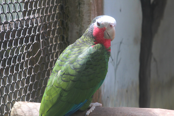 Cuban amazon (Amazona leucocephala leucocephala)