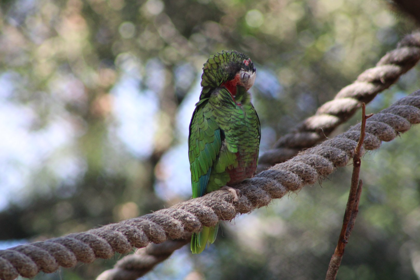 Cuban Amazon (Amazona leucocephala)