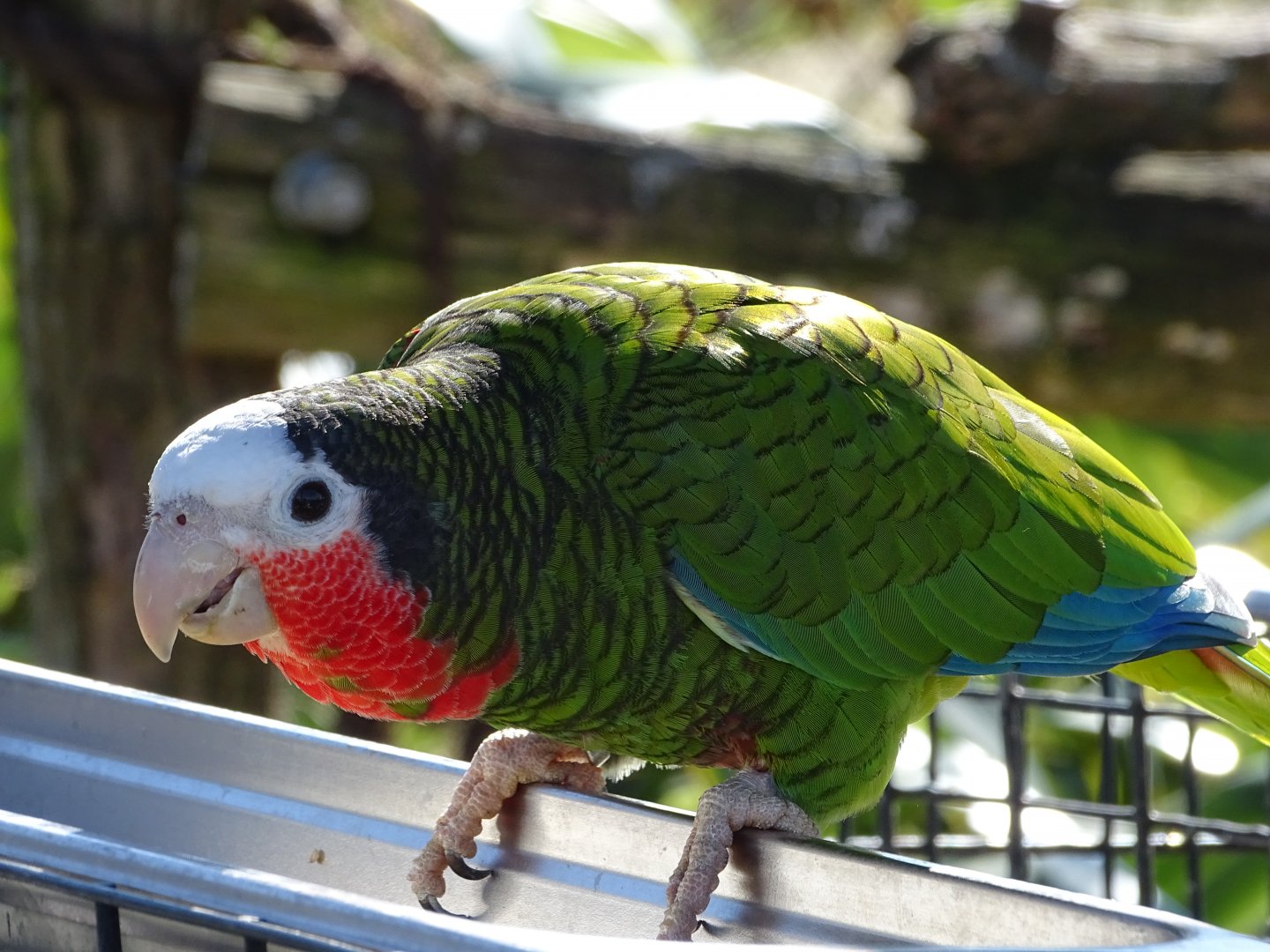 Cuban amazon (Amazona leucocephala)