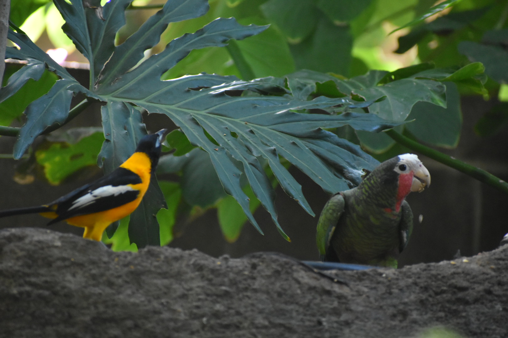 Cuban Amazon and Troupial