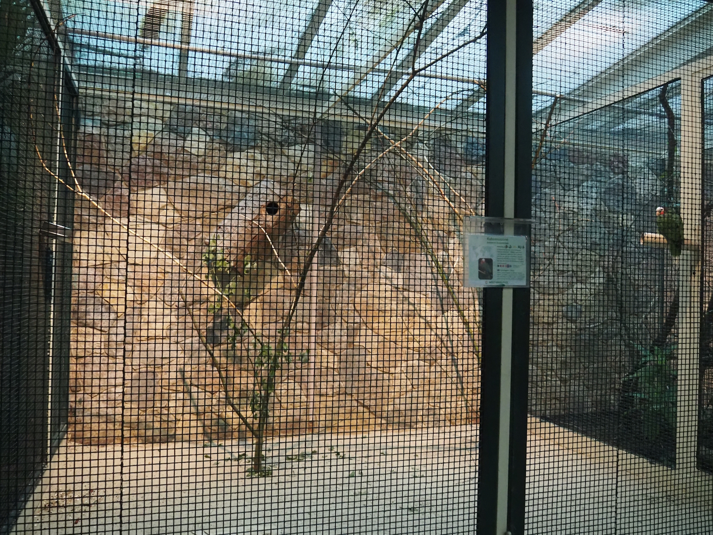 Cuban amazon aviary, 2024-05-22