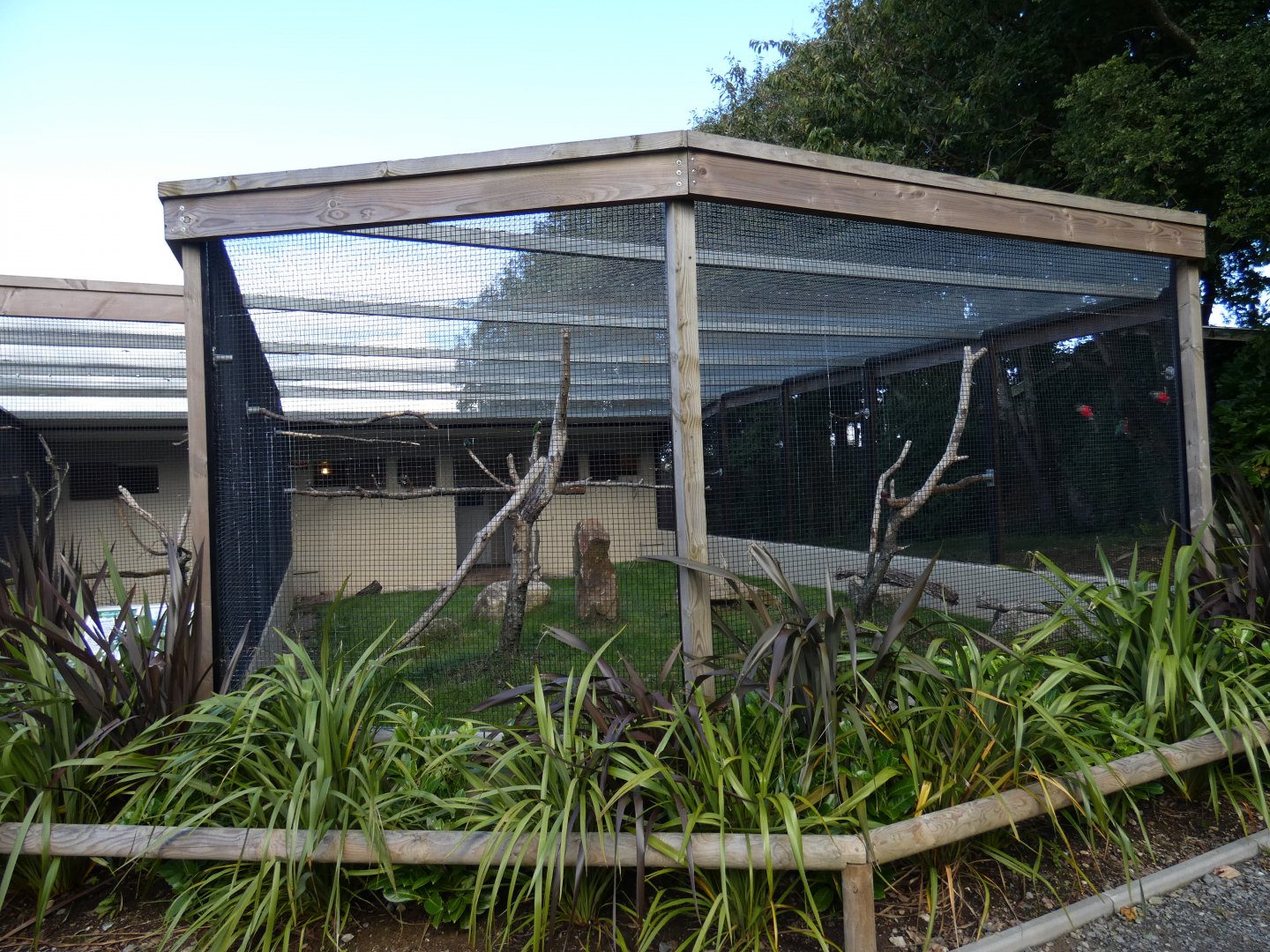 Cuban Amazon & Crimson-bellied Conure aviary