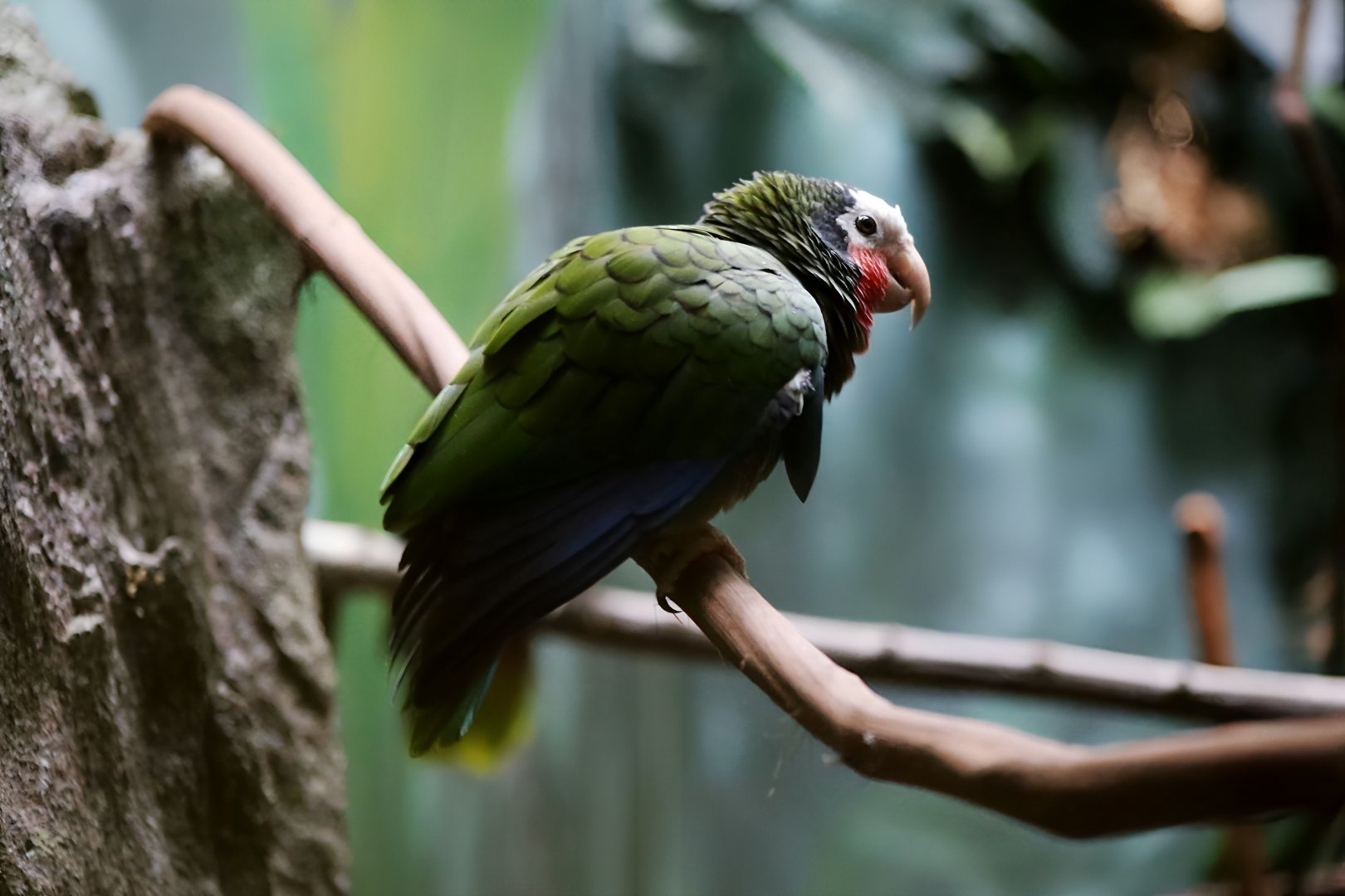 Cuban Amazon, December 2018