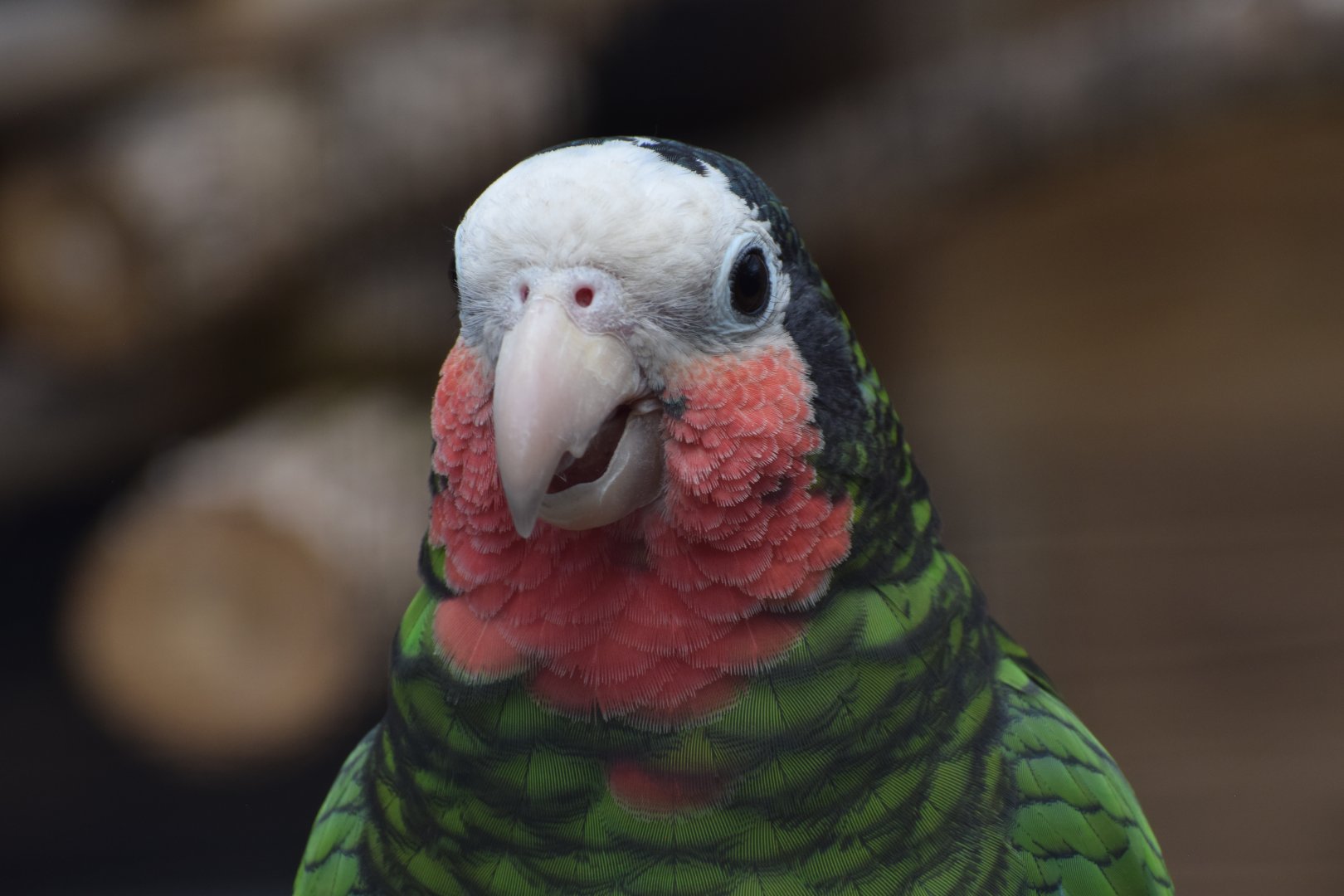 Cuban amazon - Papouščí Zoo Bošovice