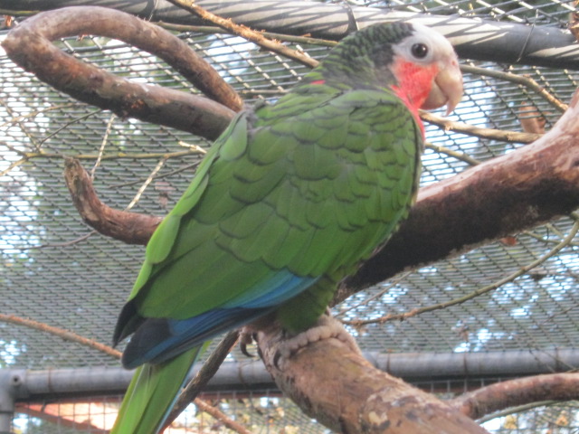 Cuban Amazon Parrot 2015