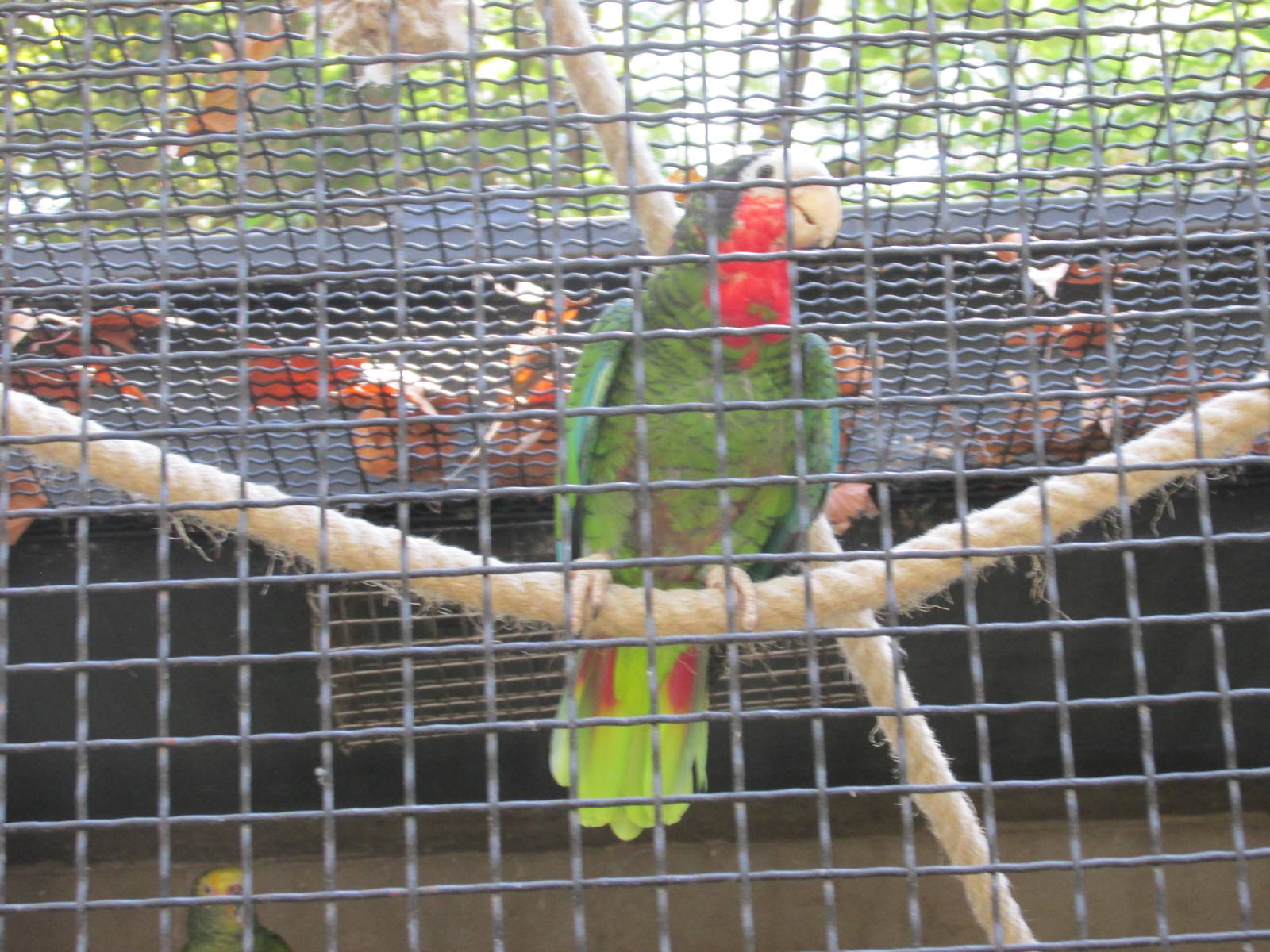 cuban amazon parrot barcelona zoo