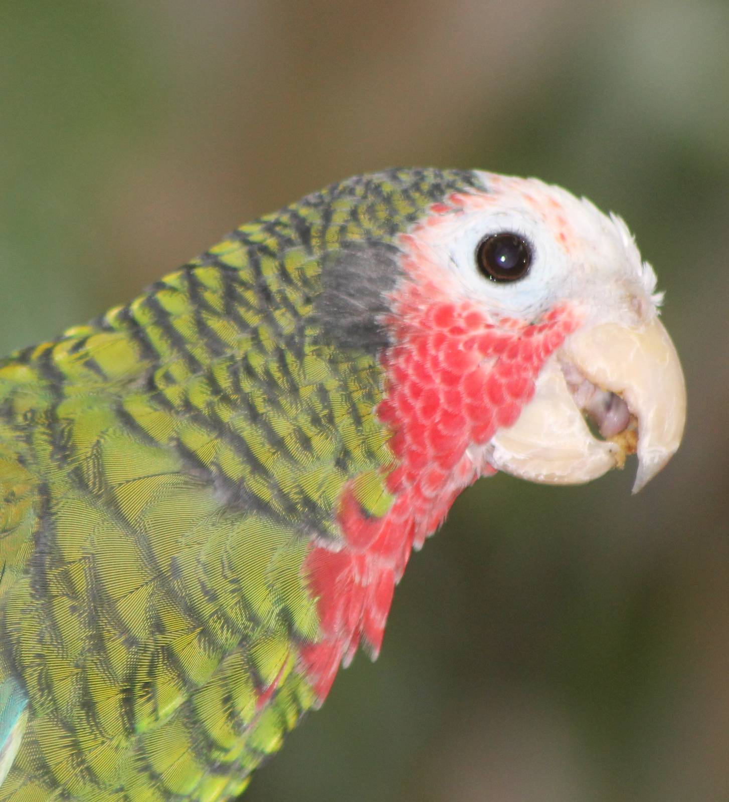 Cuban amazon parrot