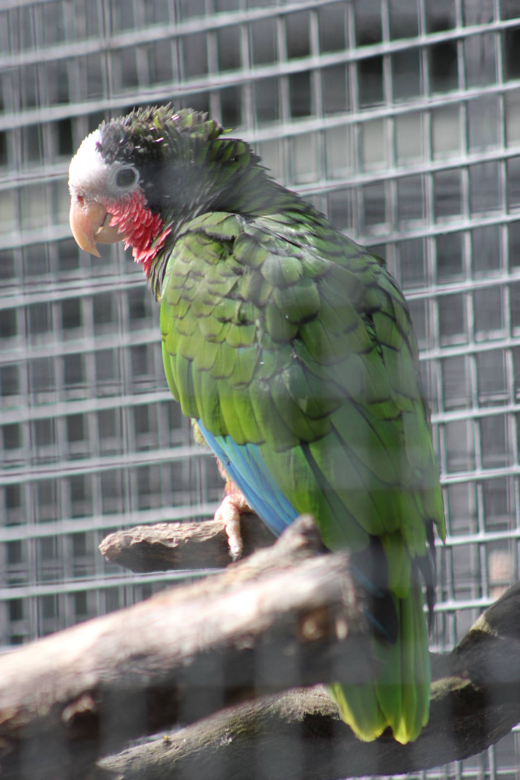 Cuban Amazon parrot