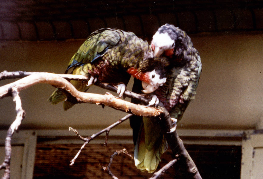 Cuban Amazon Parrots