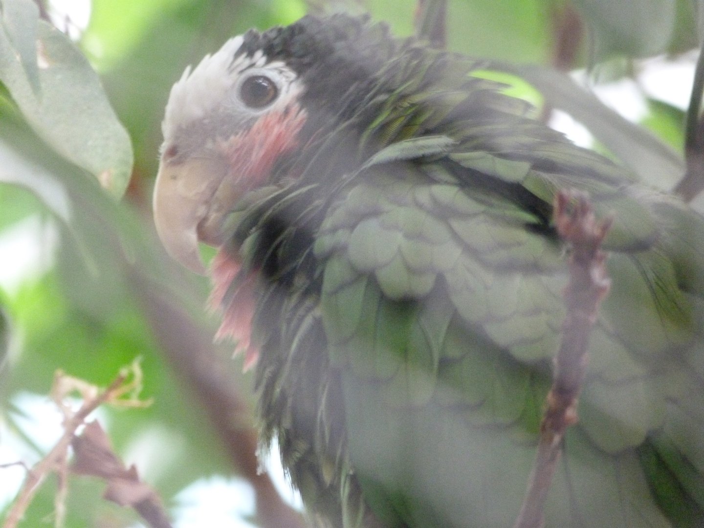 Cuban amazon -Zoologischer Garten Berlin (2024)