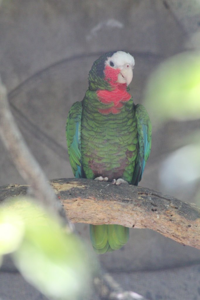 Cuban Amazon