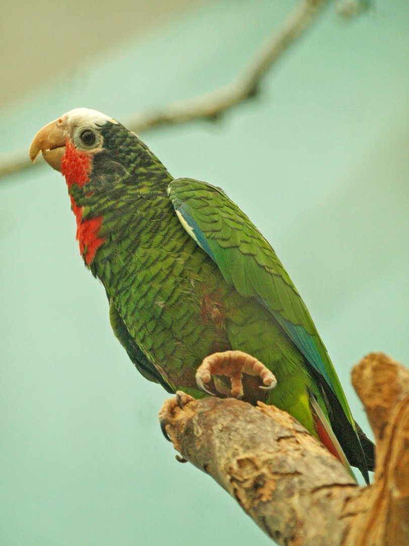 Cuban amazon