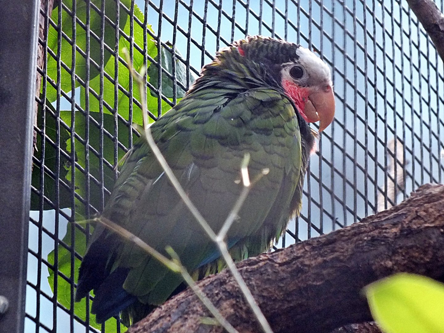Cuban amazon