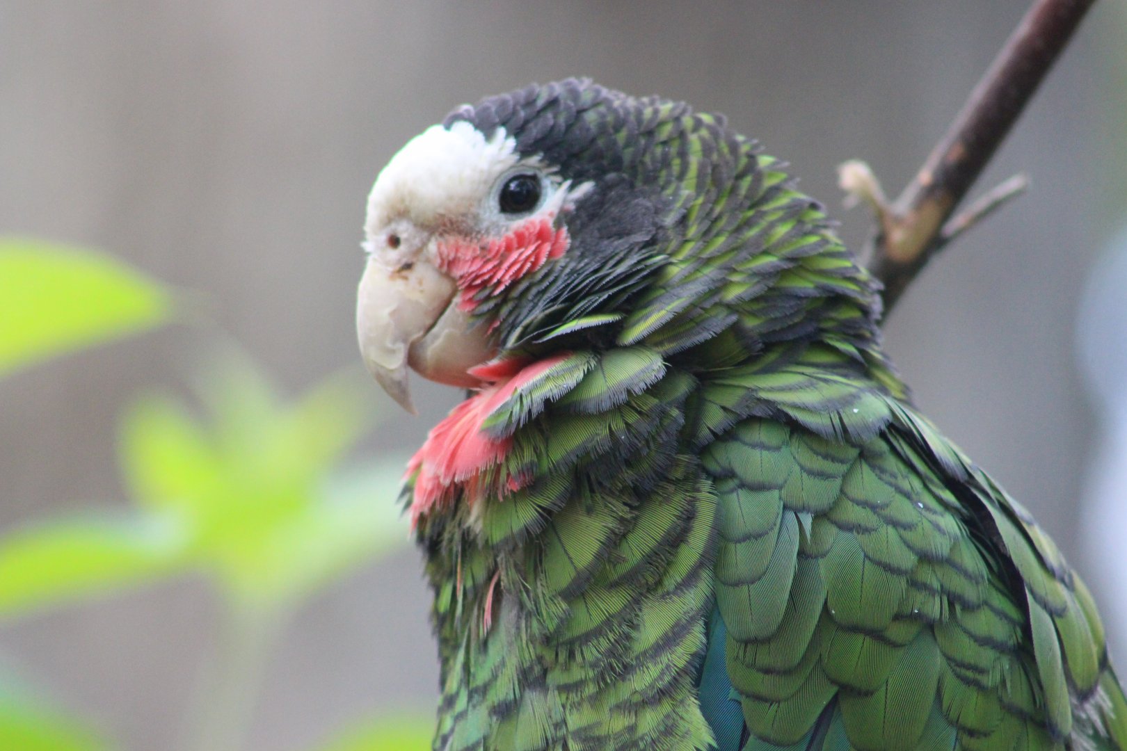 Cuban Amazon