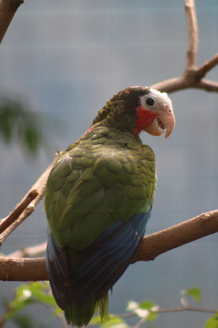 Cuban Amazon