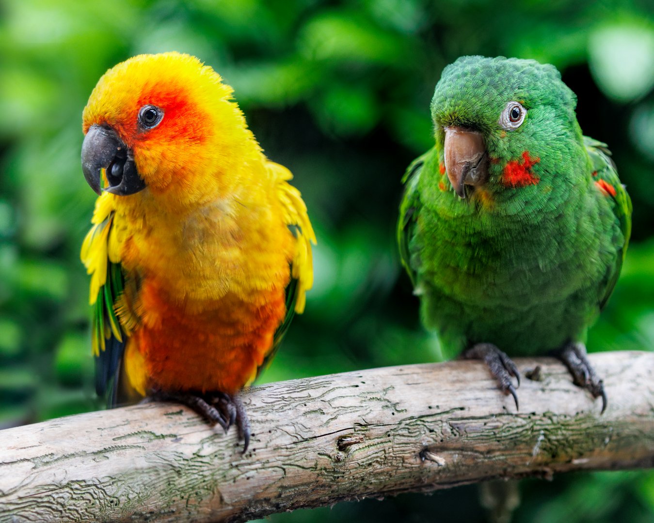 Cuban and Sun Conure / 26-5-22 / Hamerton