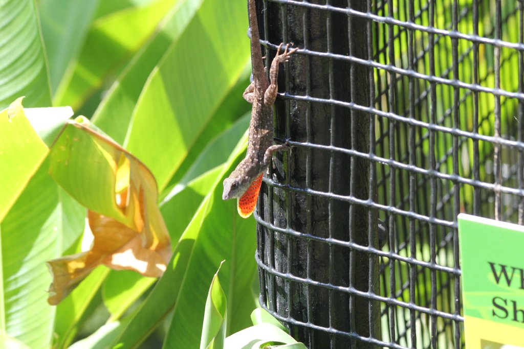 Cuban Anole (wild)