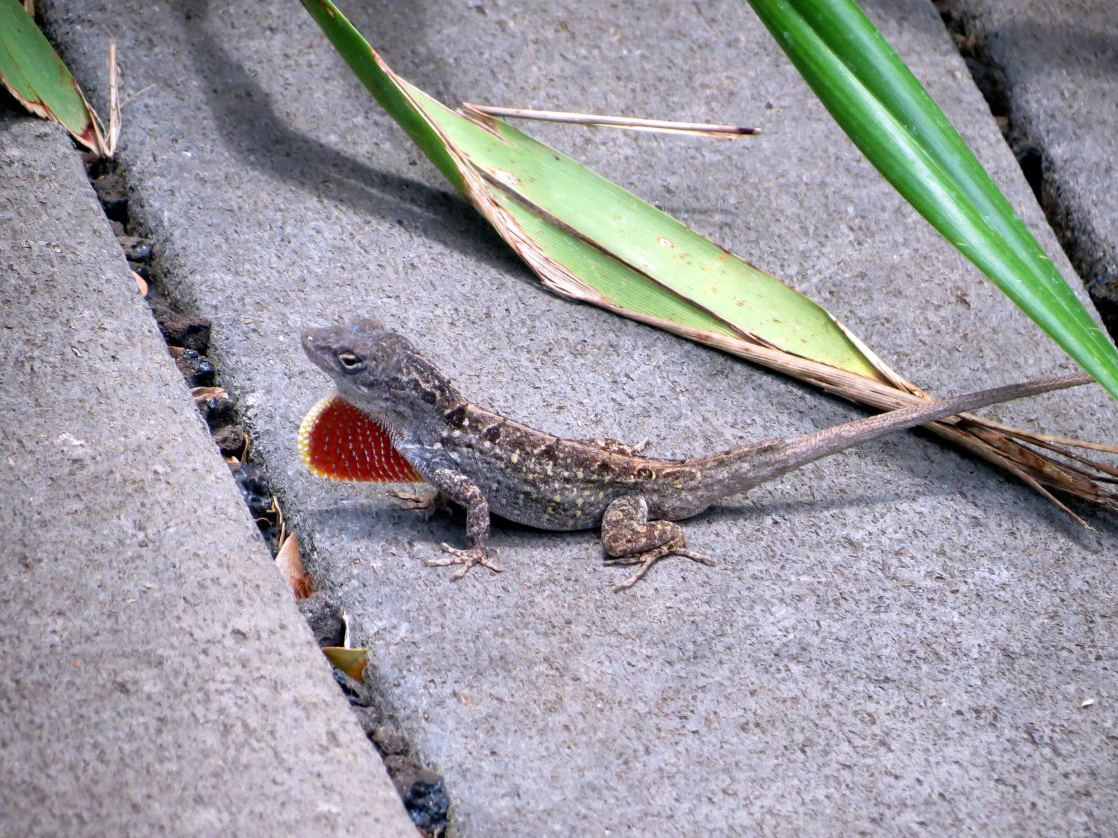 Cuban Anole