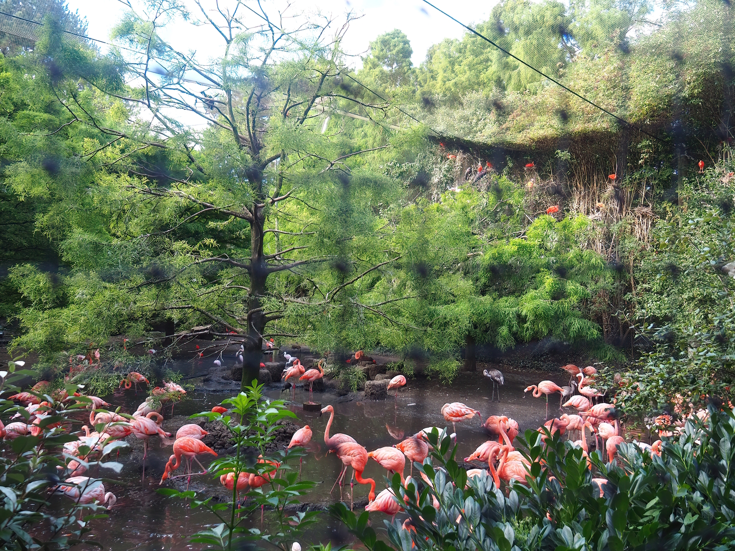 Cuban aviary, 2022-08-28