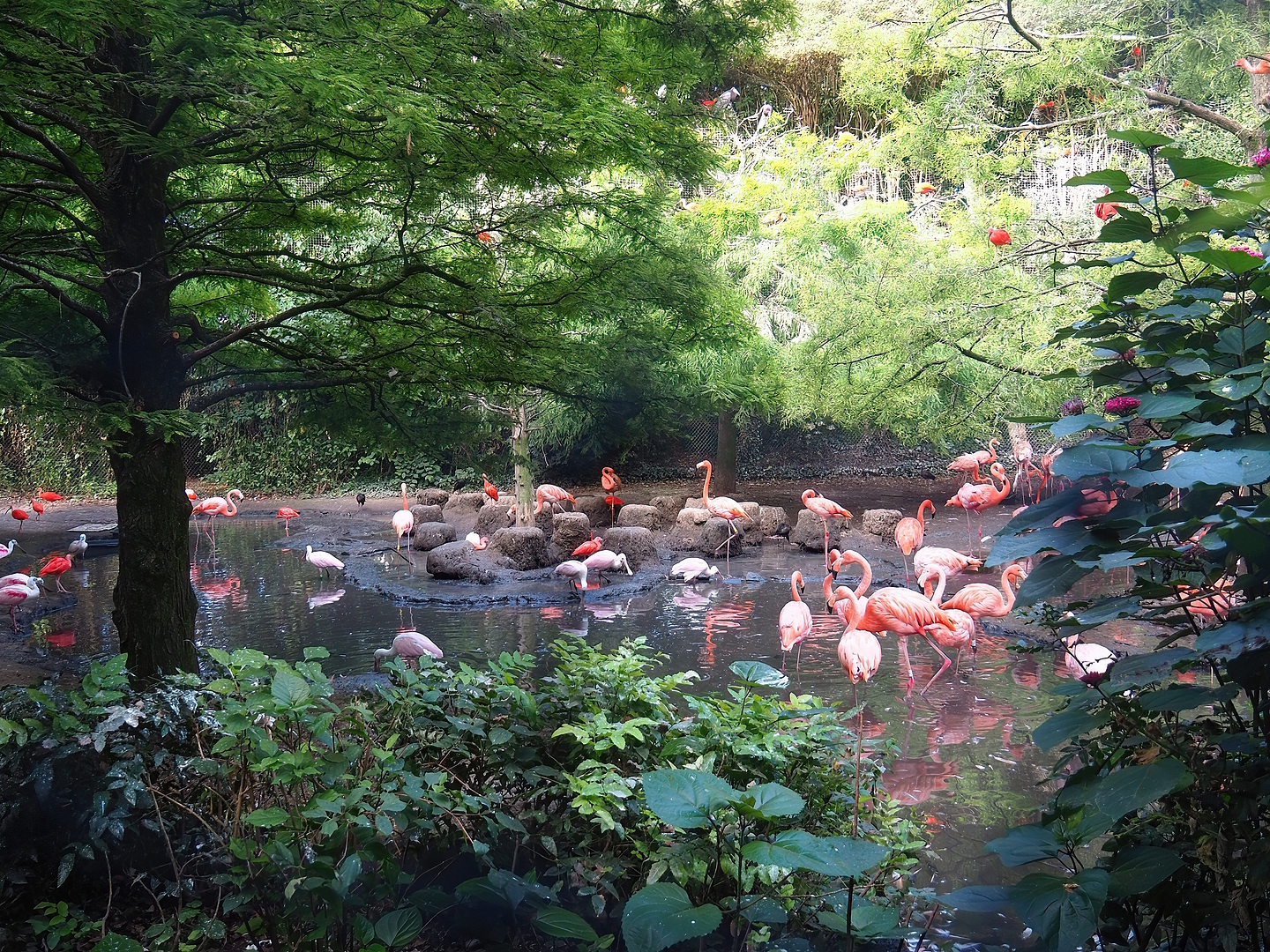 Cuban aviary, 2022-08-28