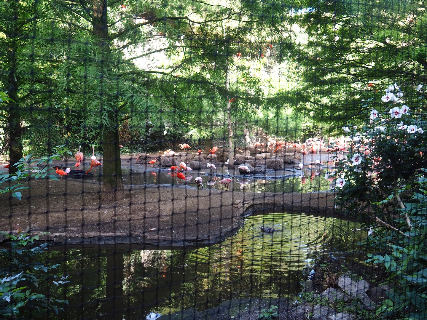 Cuban aviary, 2022-08-28