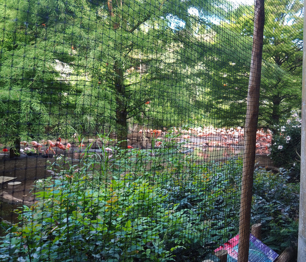 Cuban aviary, 2022-08-28