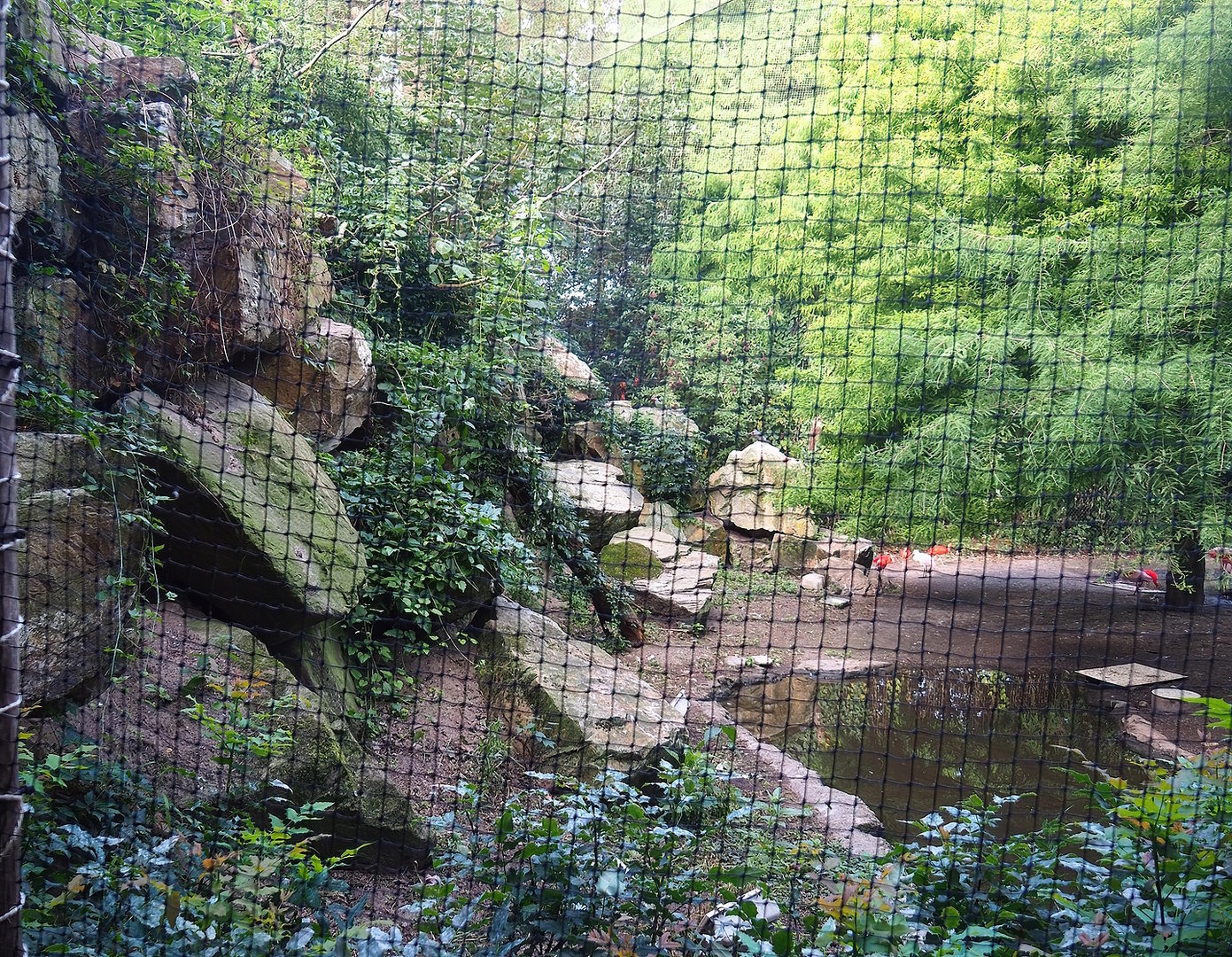 Cuban aviary, 2022-08-28