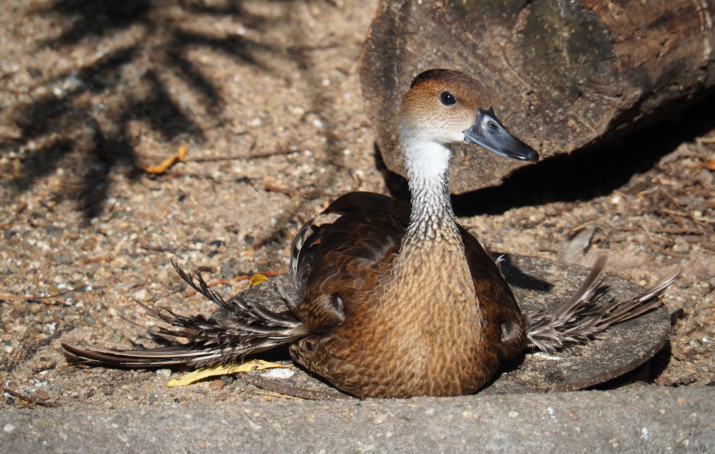 Cuban aviary - Black-billed whistling duck (Dendrocygna arborea), Sep 2nd, 2018
