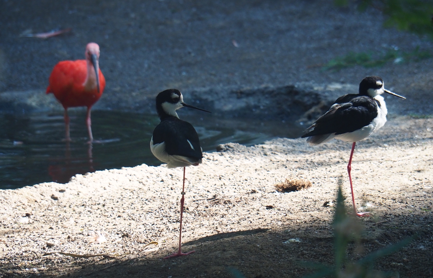 Cuban aviary - Black-necked stilts (Himantopus mexicanus), Sep 2nd, 2018