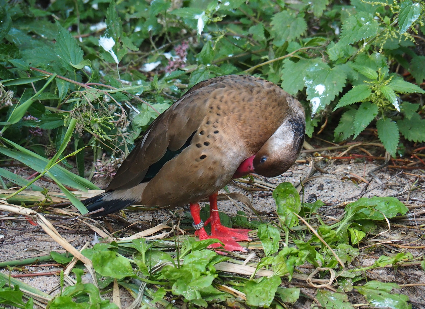 Cuban aviary - Brazilian teal (Amazonetta brasiliensis), Sep 2nd, 2018