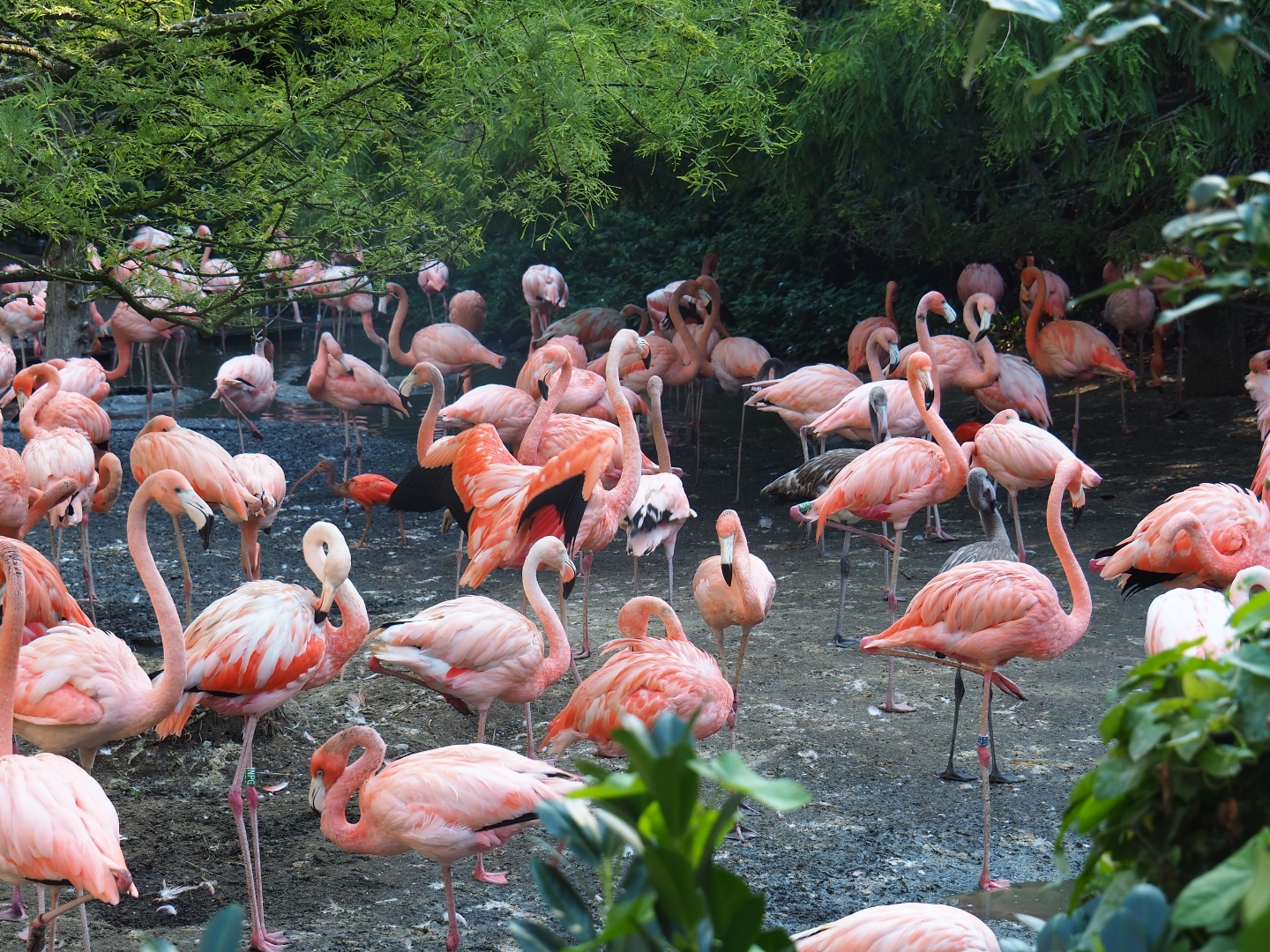 Cuban aviary - Caribbean flamingos (Phoenicopterus ruber), Sep 2nd, 2018