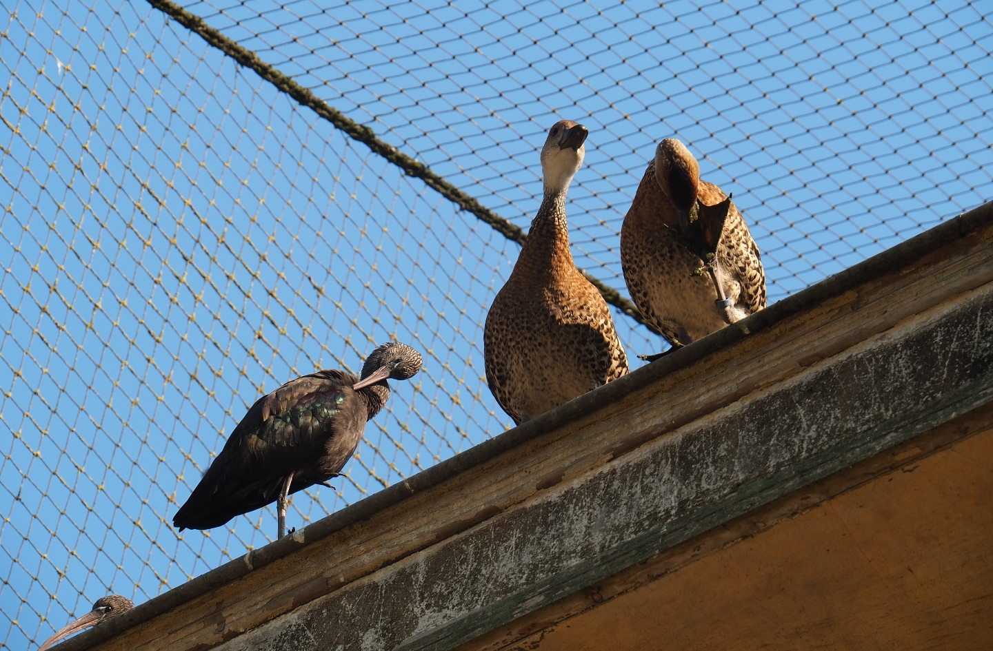 Cuban aviary - Glossy ibis (Plegadis falcinellus) and Black-billed whistling duck (Dendrocygna arborea), Sep 2nd, 2018