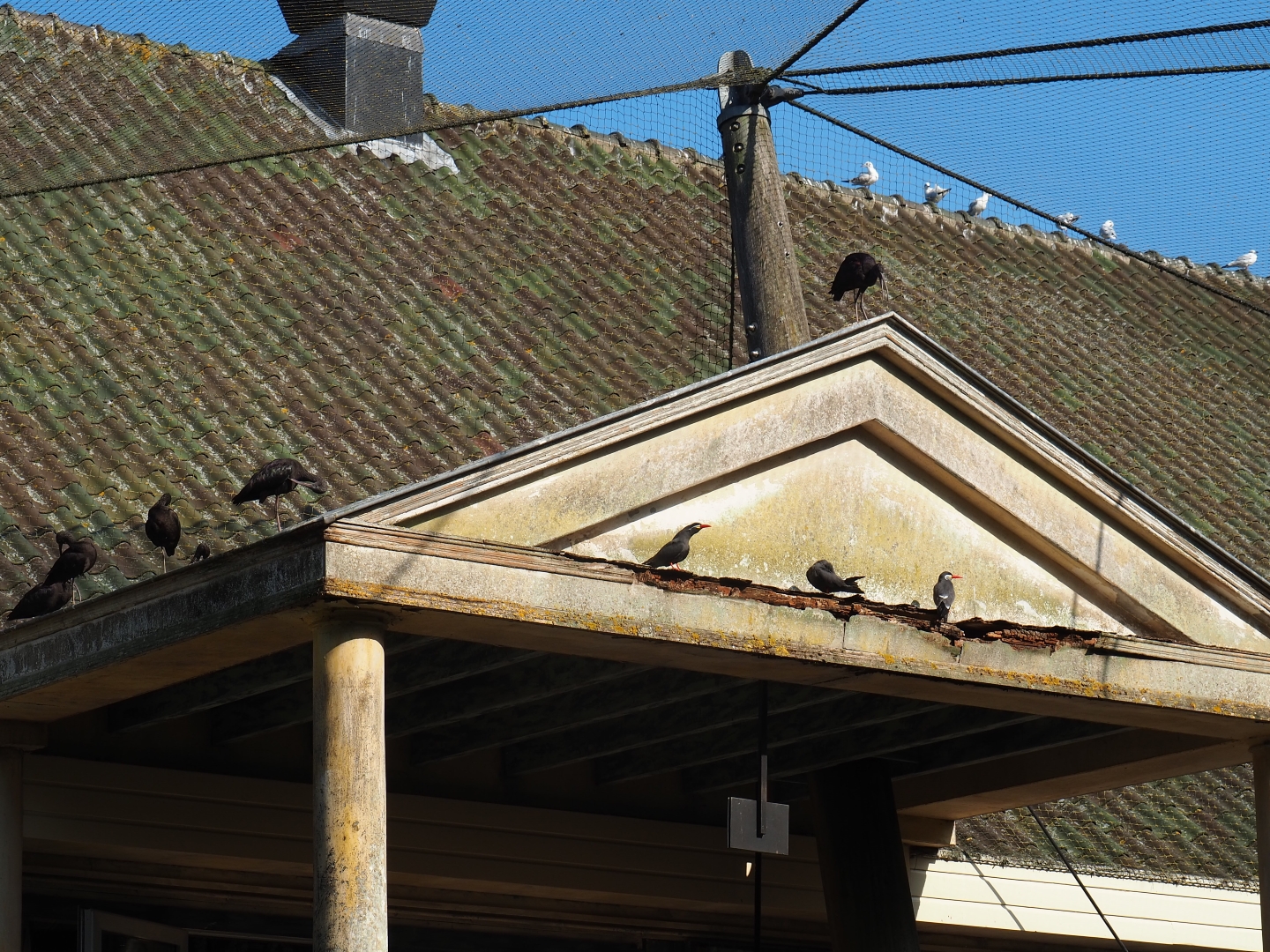 Cuban aviary - Inca terns and glossy ibis on roof of building (Sep 2nd, 2018)