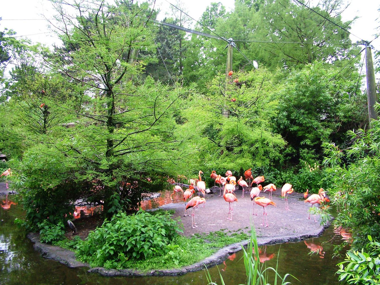 Cuban Aviary Interior at Avifauna, 04/06/12