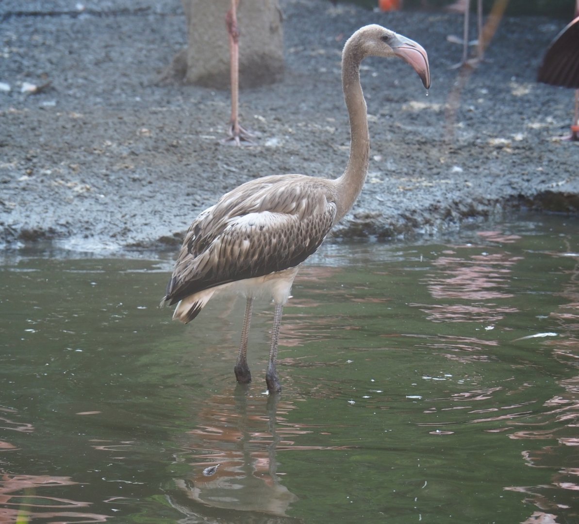 Cuban aviary - Juvenile Caribbean flamingo (Phoenicopterus ruber), Sep 2nd, 2018