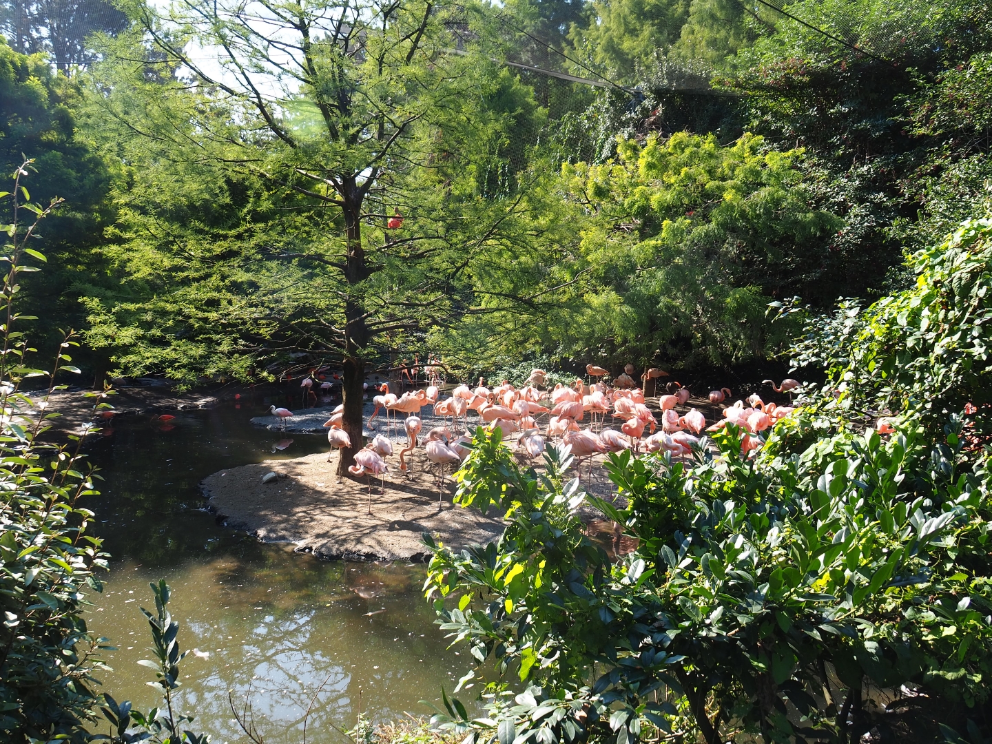 Cuban aviary (Sep 2nd, 2018)