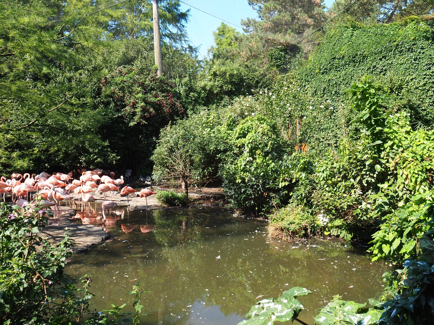 Cuban aviary (Sep 2nd, 2018)