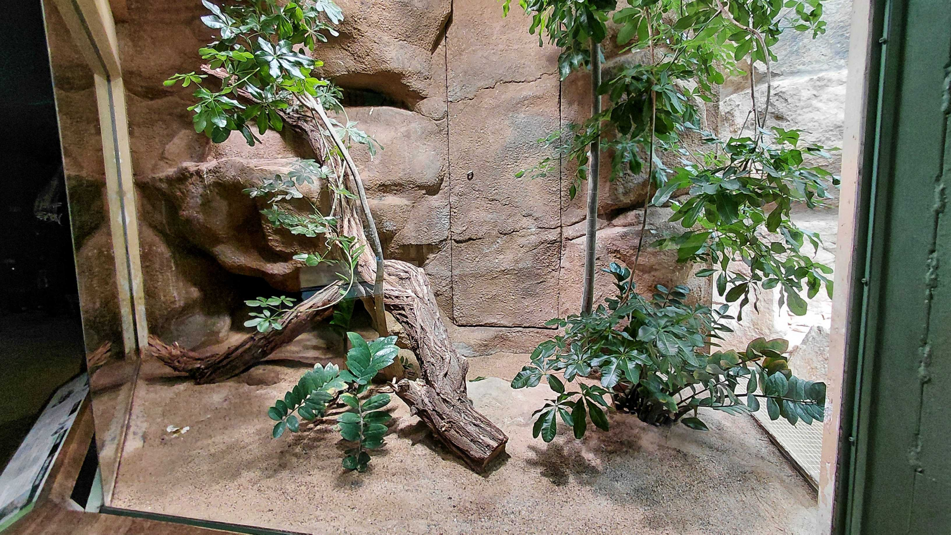 Cuban boa + anole exhibit