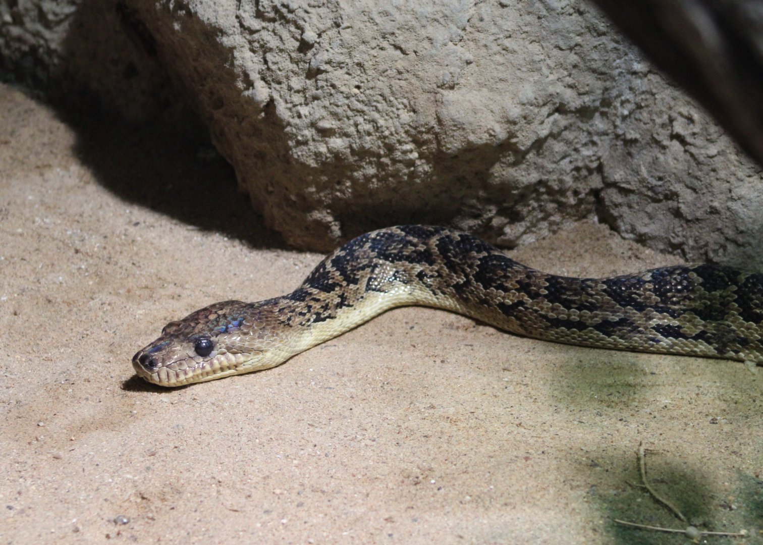 Cuban boa - Chilabothrus angulifer
