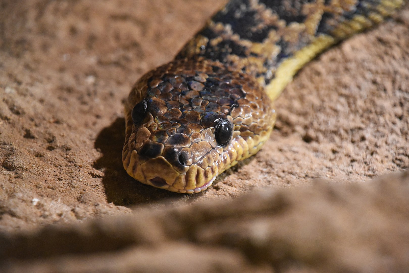 Cuban boa, Chilabothrus angulifer